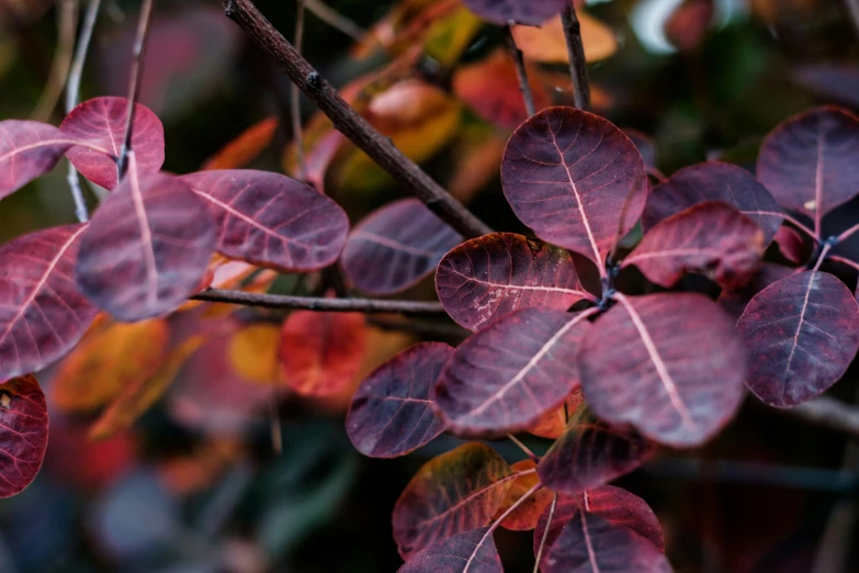 a close up s of a red leaf