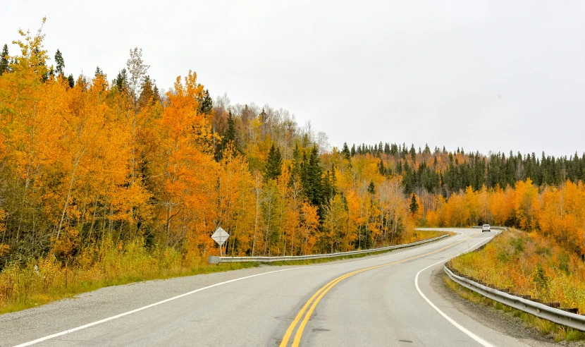 an empty road winding through a forest