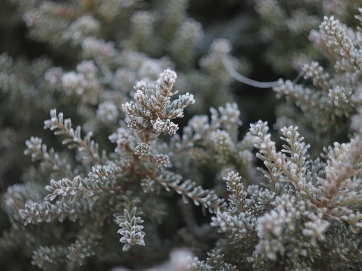 a bush with small white snow flakes in it