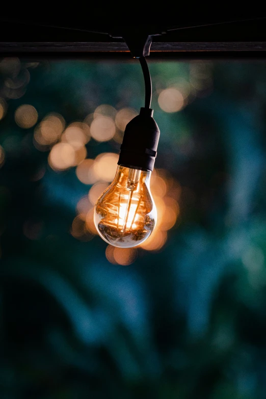 a light bulb suspended over a lush green forest