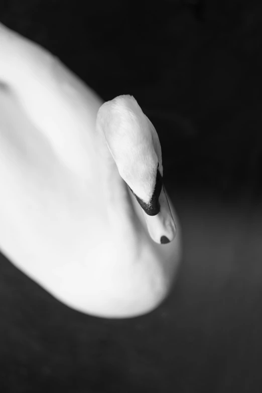 this swan is a bird, its neck turned upward