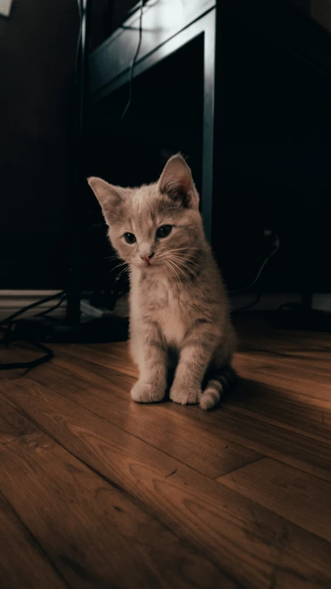 a little white cat sitting on a wooden floor