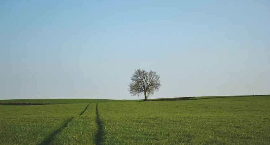 a single tree sitting on top of a lush green field