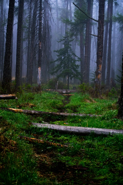 the woods are covered in very dark colors