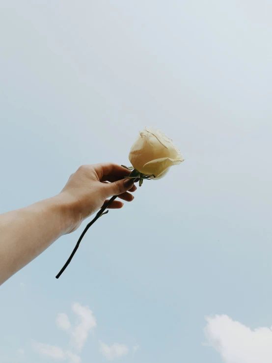 someone is holding a white flower with one hand