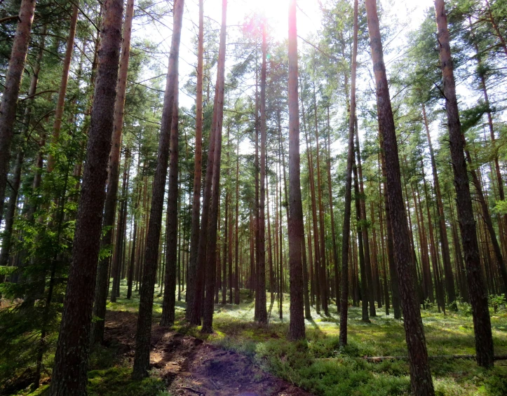 a pathway in a dense pine forest next to some tall trees