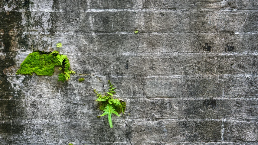 moss on the side of a concrete wall