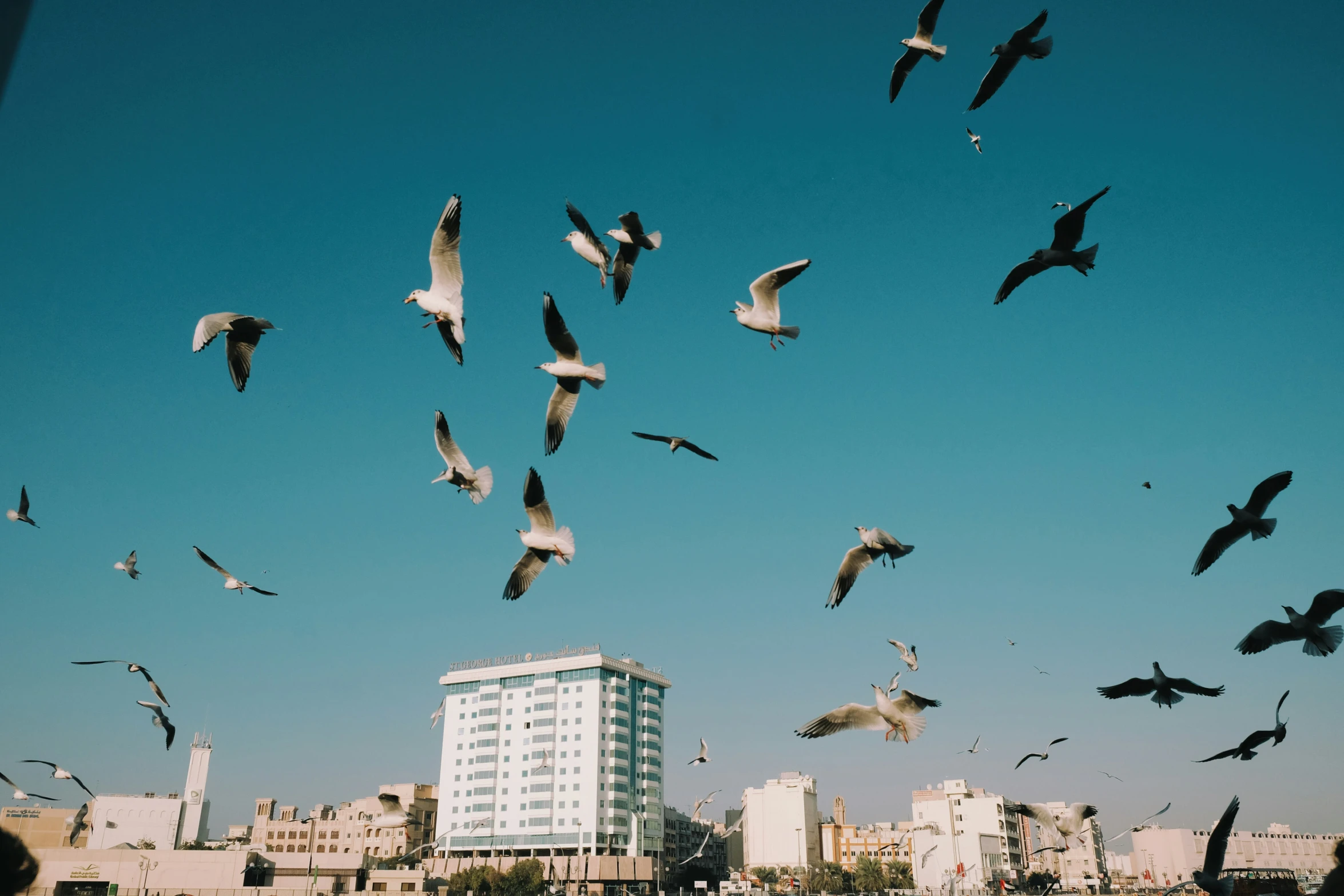 a group of birds flying around the city