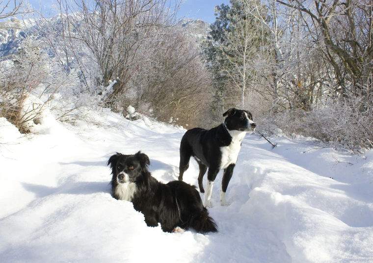 two dogs are standing in the snow in front of some trees