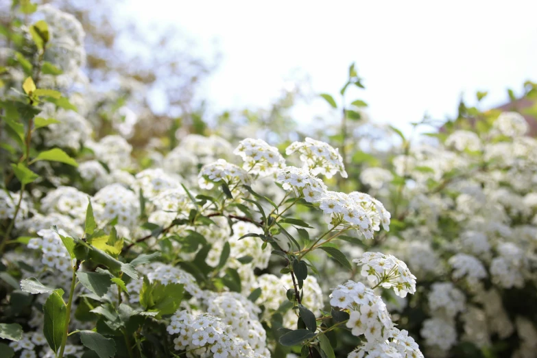 close up of some white flowers on a tree