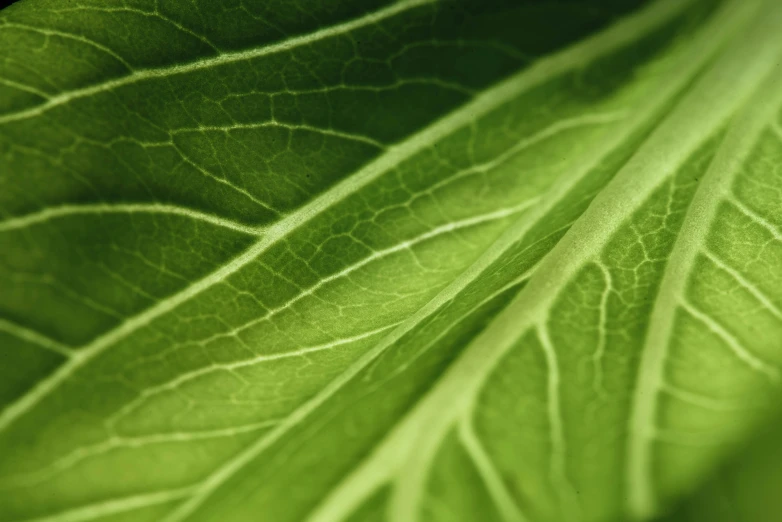 a closeup po of a leaf that is very green