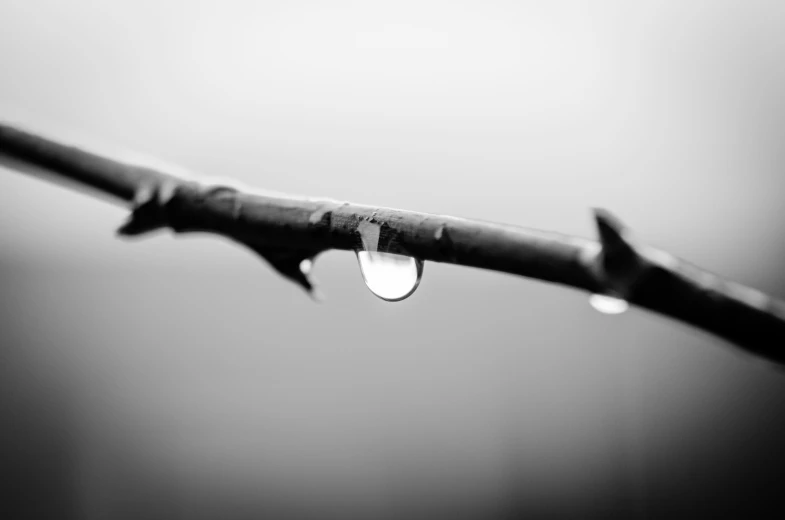 the water drops onto a twig in the dark