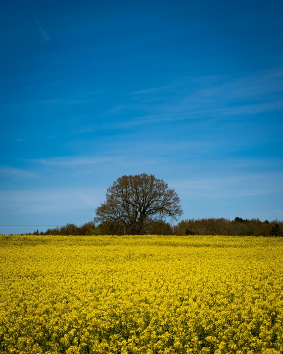 a large field full of yellow flowers under a blue sky