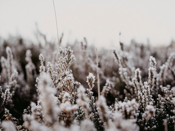 a bunch of bushes that have some frost on them