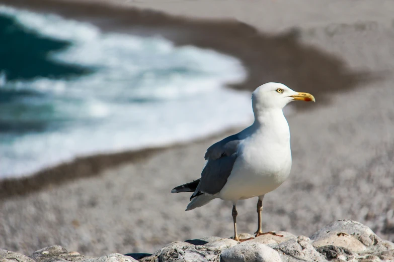 a seagull stands on the edge of rocks