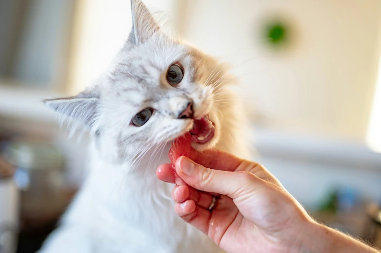 a person feeding a cat food with their fingers