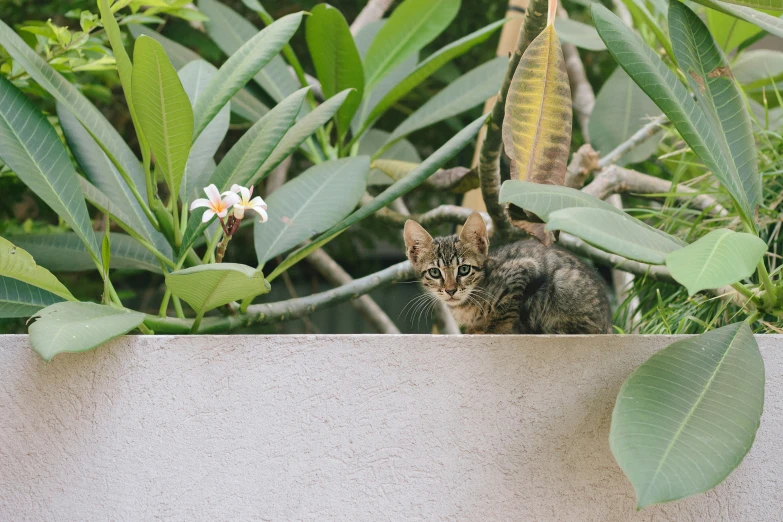 a cat sits on a ledge among plants