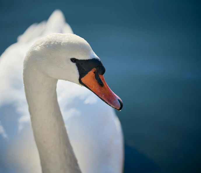 a swan with orange eyes standing by itself