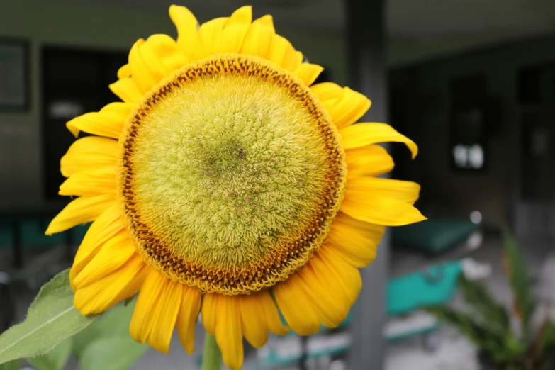 a large yellow sunflower has been placed
