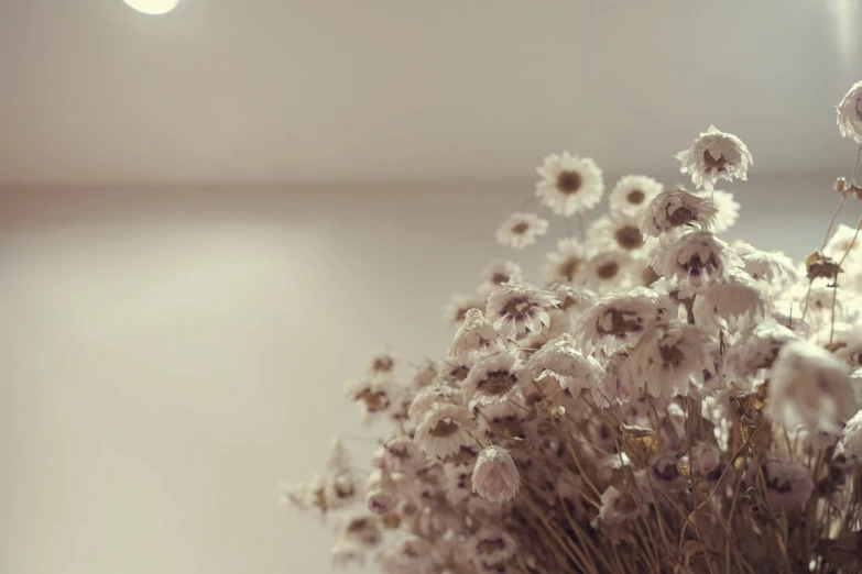 a vase with white flowers on a table