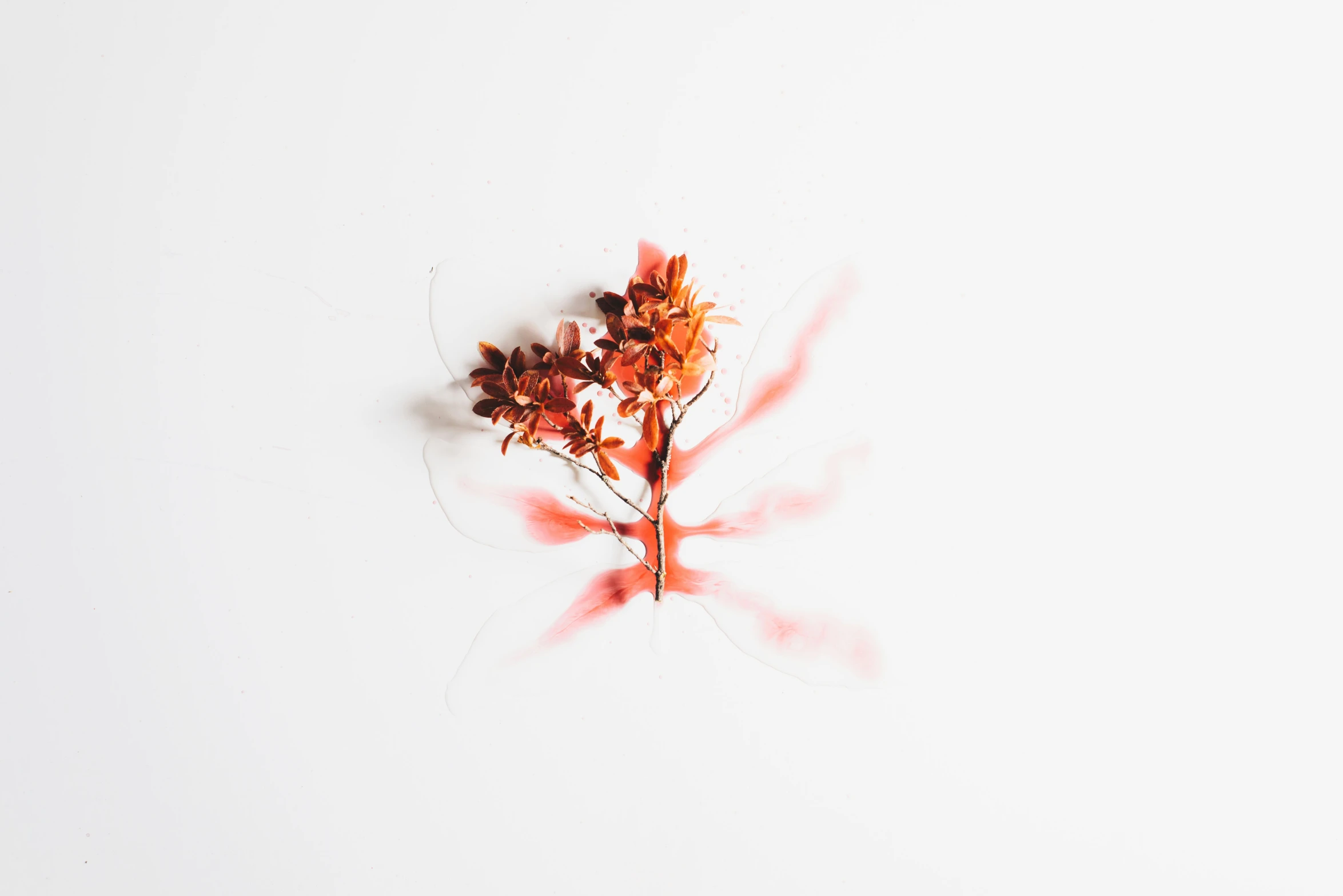 a single red, orange flower on white paper