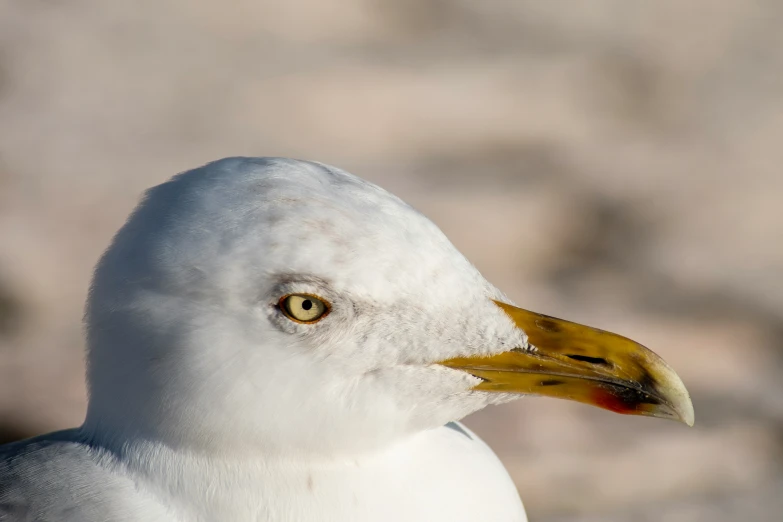 a close up of a bird with the eyes slightly closed