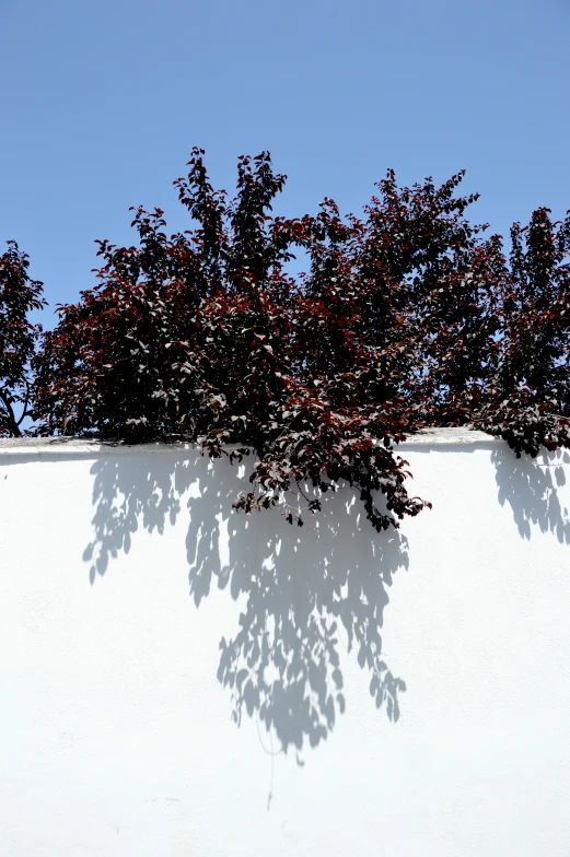 a bush near a white wall and blue sky