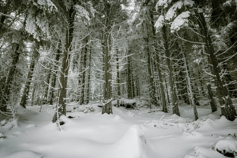 there are many trees covered with snow in the woods