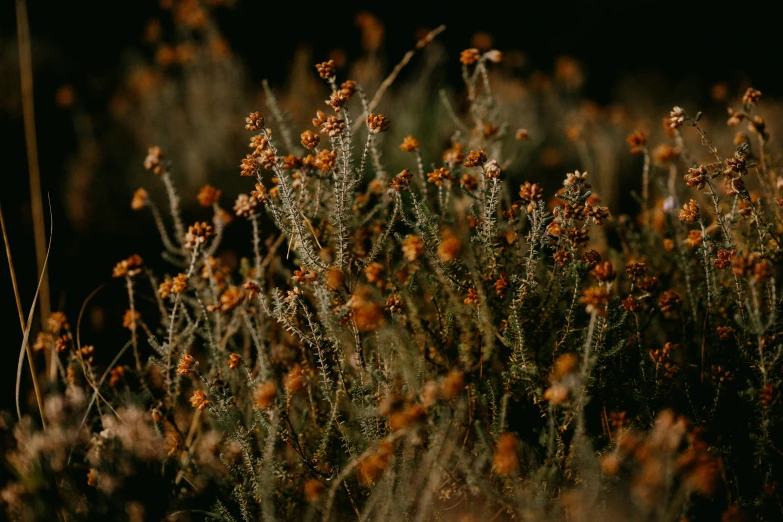 flowers are blooming outside in the desert