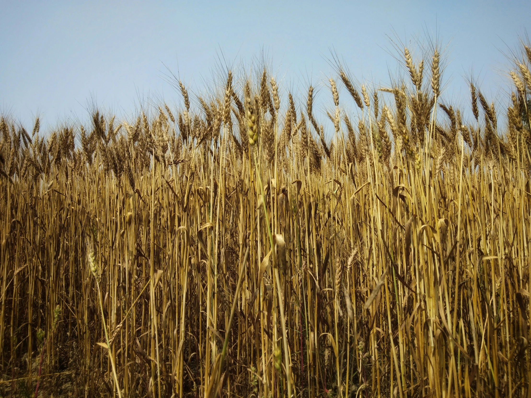 a field of dead grass is shown against a blue sky