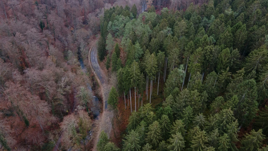 a winding road in the middle of the forest