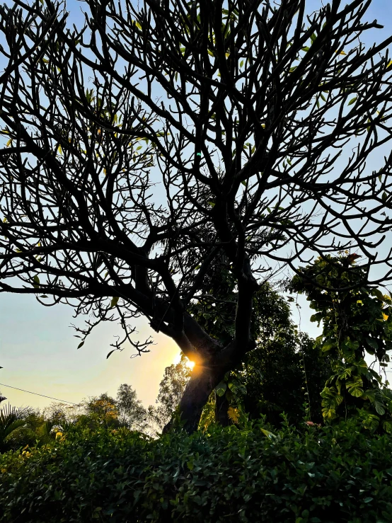 a large, long tree next to the sun