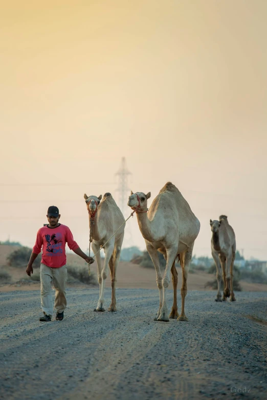 three camels and their riders are walking on the dirt road