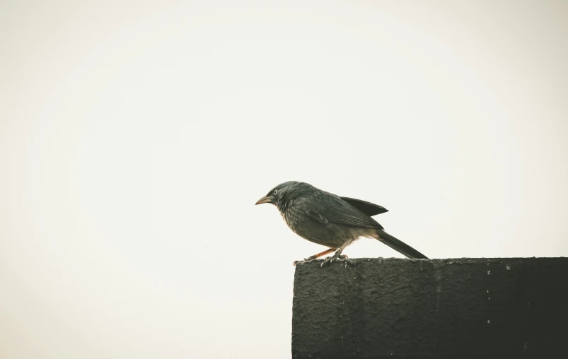 a bird perched on top of a structure