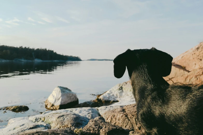 a dog stands on snow covered rocks beside a lake