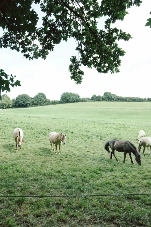 some sheep are grazing in a green field