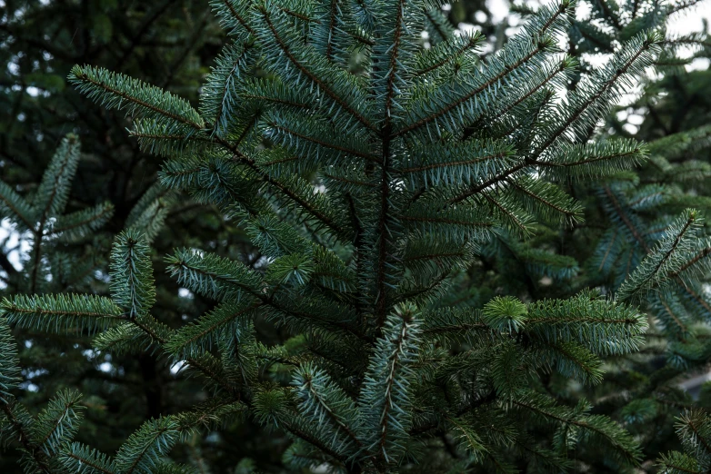 a very large tree with lots of green leaves