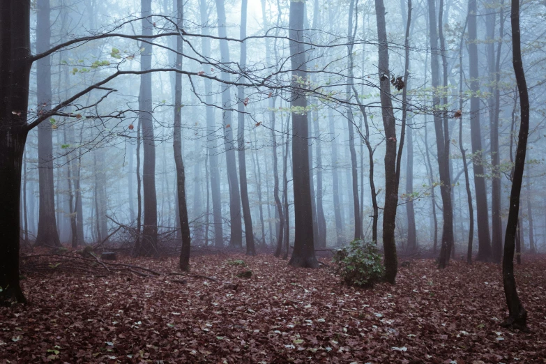 the floor of a leaf covered forest with fog
