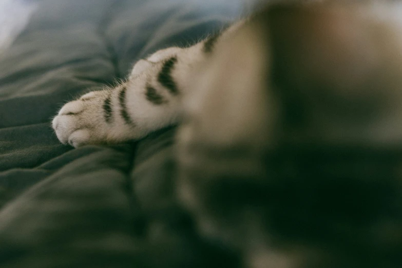 a white tiger cub sleeps on top of the blanket