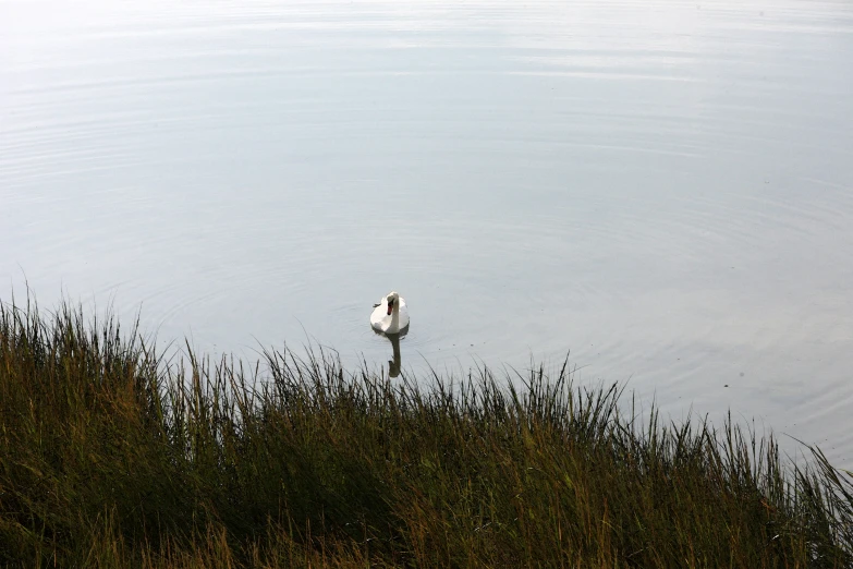 a black and white bird sitting on top of grass near water