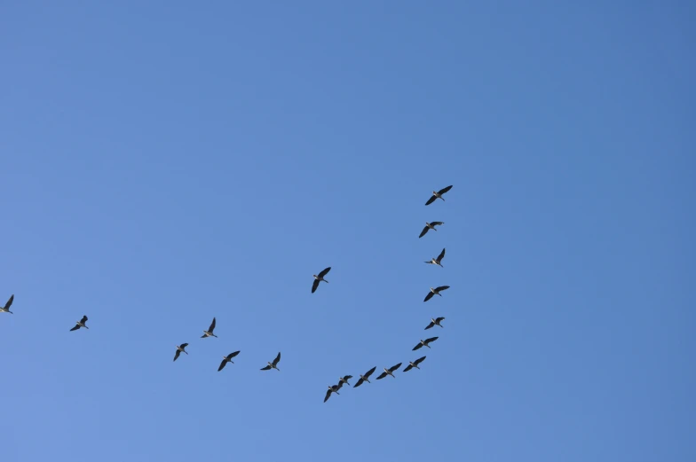 a group of birds fly across a clear blue sky