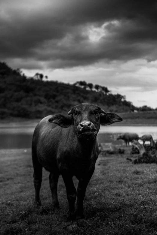 a large bull stands in front of a pond and hill