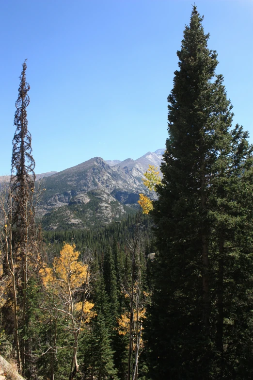 a hill view with lots of trees and mountain tops