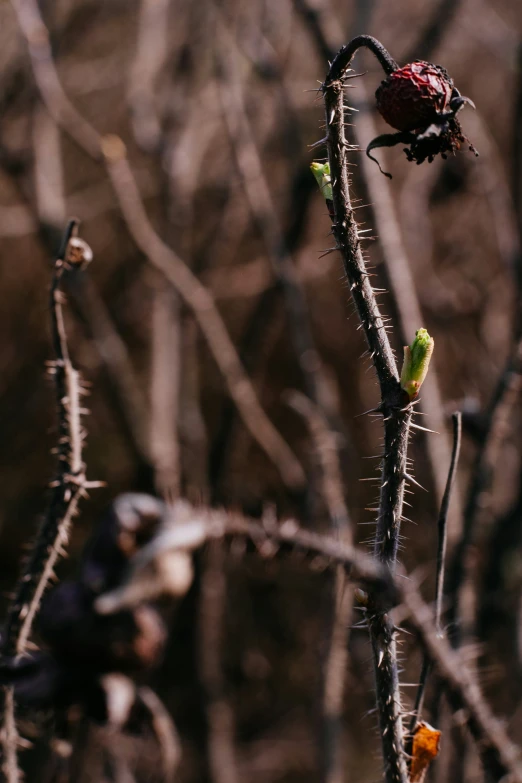 a flower sitting in front of a leafless tree