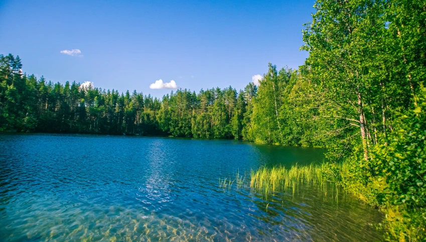 a lake in the middle of a forest