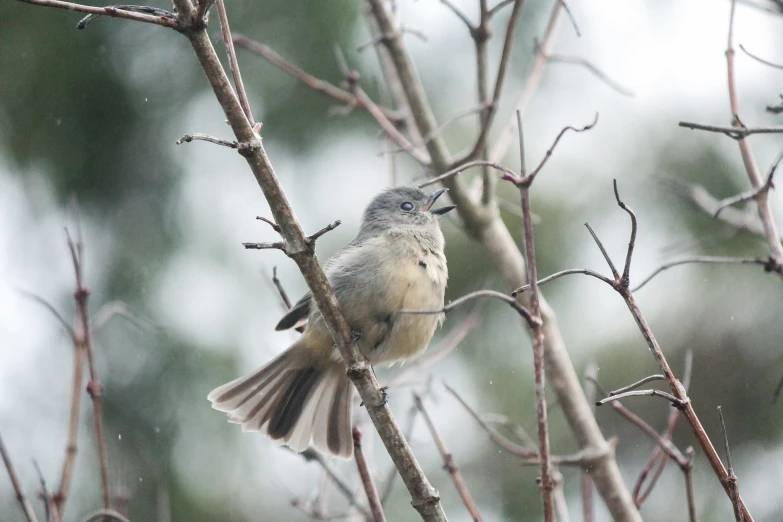 a bird sitting on top of a tree nch