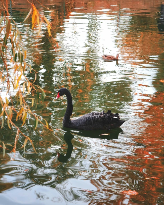 an animal swimming in the water with reeds