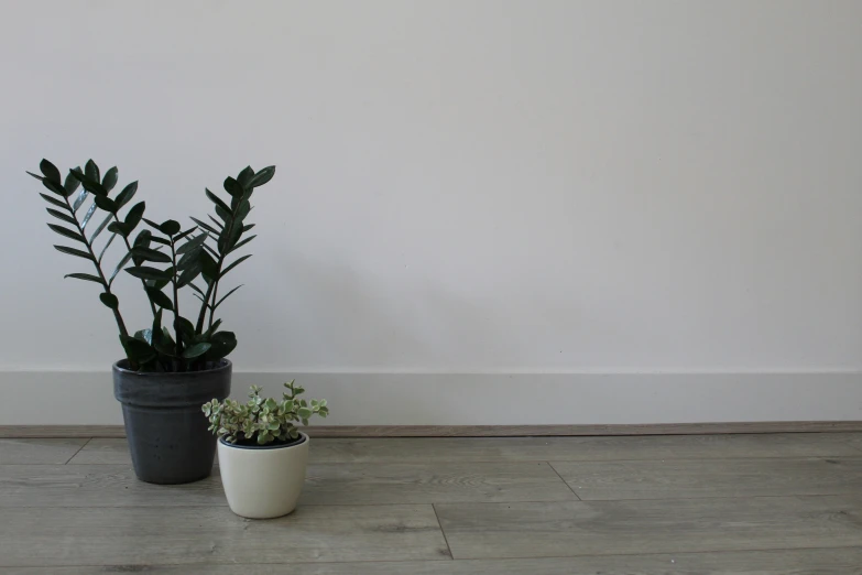 two potted plants sitting side by side on a wood floor
