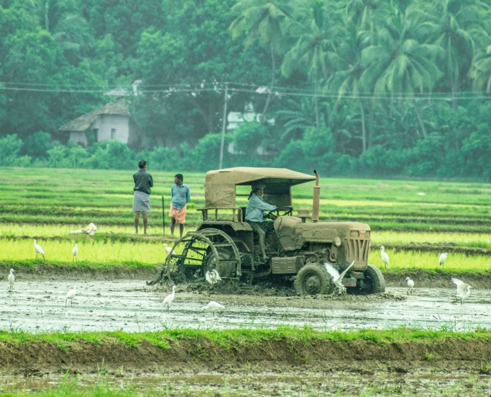 people in the rice fields and on the back of an old truck driving through water