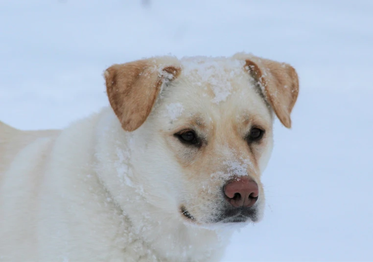 a big dog is standing in the snow